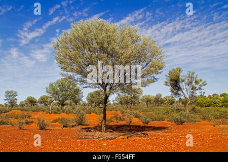 Grand arbre mulga, Acacia aneura de plus en terre rouge de l'arrière-pays australien avec de petits boisés d'arbres en arrière-plan sous ciel bleu Banque D'Images