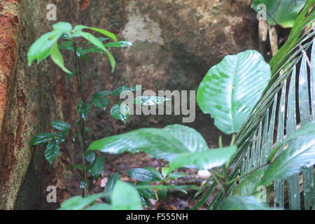 Malayan-paon (Polyplectron malacense) faisan en Malaisie Banque D'Images