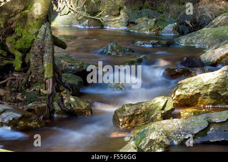 Europa, Belgien, Ostbelgien, Hautes Fagnes, der Bach Tro Maret bei Vacances Westouter. Banque D'Images