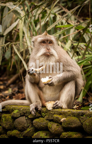 Un crabe-eating macaque (Macaca fascicularis) eating banana dans Sacred Monkey Forest Sanctuary à Ubud, Bali, Indonésie. Banque D'Images