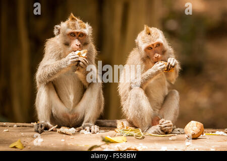 Deux macaques mangeurs de crabes (Macaca fascicularis) de manger des bananes au singe sacré sanctuaire forestier à Ubud, Bali, Indonésie. Banque D'Images