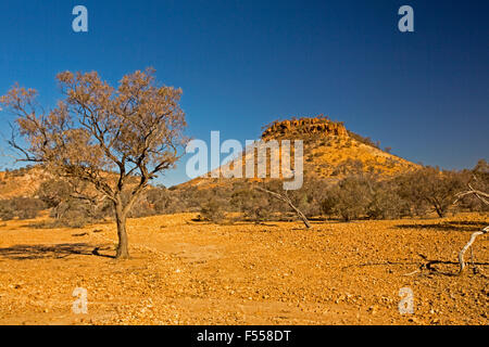 Australian Outback paysage, à sommet plat, conique Stony Hill / mesa, bordée par de petits arbres, passant de rouge dans un sol pierreux et aride ciel bleu Banque D'Images