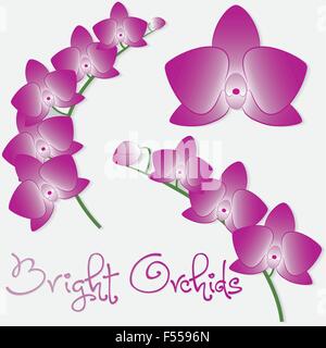 Orchid mis en format vectoriel. Illustration de Vecteur