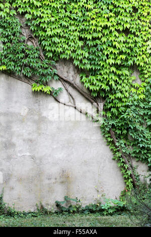 Détail de l'ivy croissant sur le mur d'un bâtiment Banque D'Images