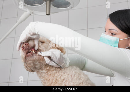 Nettoyage des dents du chien vétérinaire en clinique Banque D'Images