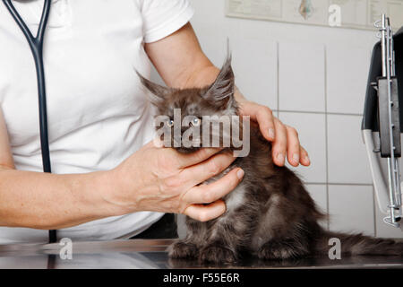 Portrait de la formation et de l'examen du cou du chat à table en clinique Banque D'Images