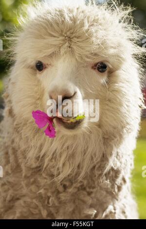 Lama blanc mâcher de lila fleur, Arequipa, Pérou Banque D'Images