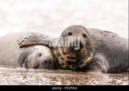 Les phoques gris (Halichoerus grypus), pup avec mère aimante, Helgoland, Schleswig-Holstein, Allemagne Banque D'Images