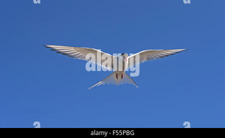 Sterne arctique (Sterna paradisaea), Spitzberg, Norvège, de l'Arctique Banque D'Images