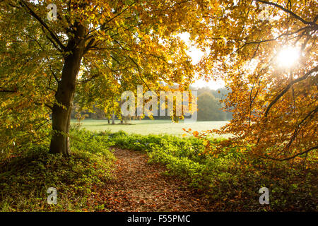 La lumière du soleil à travers les arbres dans une forêt en automne Banque D'Images