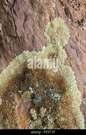 L'Inde, l'Himachal Pradesh, le Spiti, Chandra Taal, lichens crustacés qui poussent sur la roche au bord du lac Banque D'Images