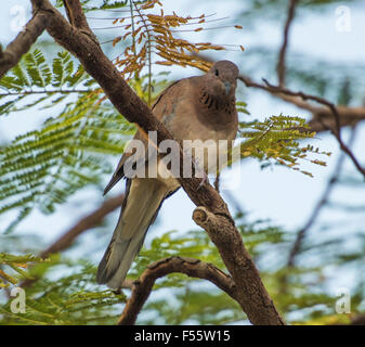 Laughing dove ou palm dove Spilopelia senegalensis perché sur une branche dans un arbre Banque D'Images