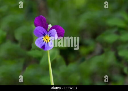 Fleur violette en violet magenta et jaune sur fond flou vert Banque D'Images