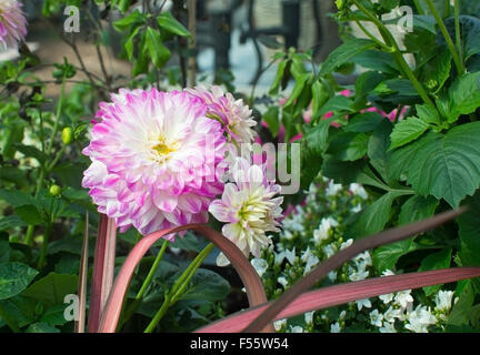 Dahlia fleurs en rose, blanc et jaune. Banque D'Images