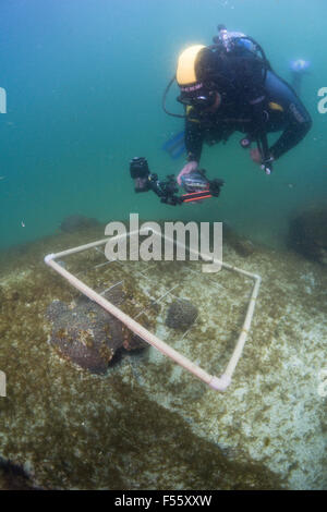 Scuba Diver scient à l'aide de photo quadrat pour estimer la couverture corallienne et la collecte de données avec l'appareil photo numérique. Brésil Banque D'Images