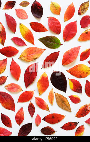 Le changement de couleur des feuilles d'automne isolé sur un fond blanc. Banque D'Images