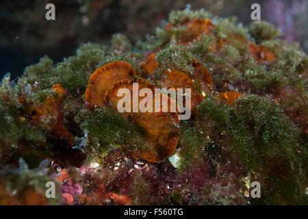 Sous-marine algues Abrolhos de zone de protection marine, Bahia, Brésil Banque D'Images