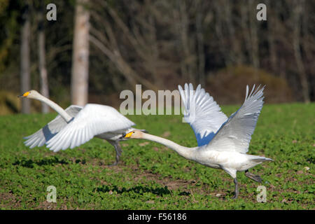 Cygne chanteur (Cygnus cygnus) poursuivent leur vol au cours de la transmigration à travers l'Estonie. Banque D'Images