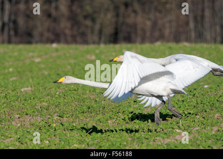 Cygne chanteur (Cygnus cygnus) poursuivent leur vol au cours de la transmigration à travers l'Estonie. Banque D'Images