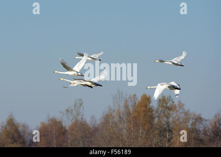 Cygne chanteur (Cygnus cygnus) poursuivent leur vol au cours de la transmigration à travers l'Estonie. Banque D'Images