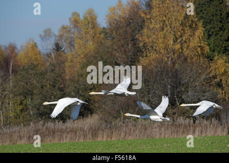 Cygne chanteur (Cygnus cygnus) poursuivent leur vol au cours de la transmigration à travers l'Estonie. Banque D'Images