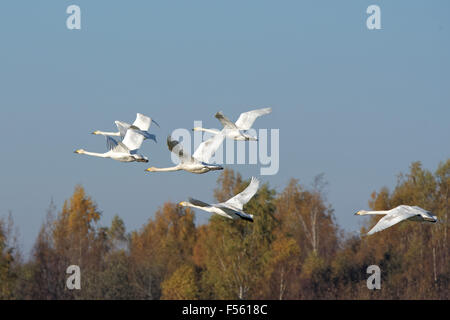 Cygne chanteur (Cygnus cygnus) poursuivent leur vol au cours de la transmigration à travers l'Estonie. Banque D'Images