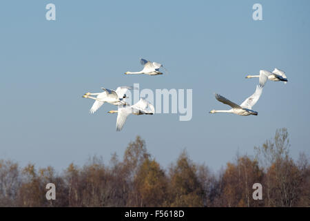 Cygne chanteur (Cygnus cygnus) poursuivent leur vol au cours de la transmigration à travers l'Estonie. Banque D'Images