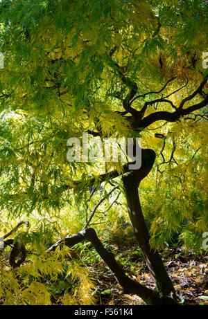 Acer palmatum dissectum. En automne de l'érable japonais Banque D'Images