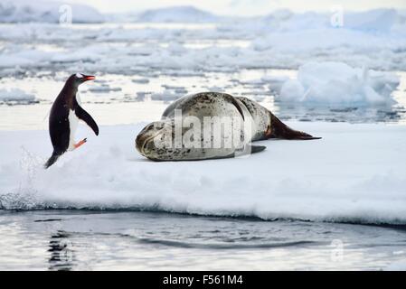 Jumping Penguin & Leopard Seal ! Banque D'Images