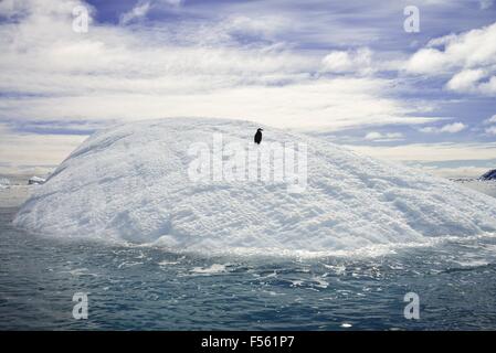 Un seul penguin reposant sur un iceberg ! Banque D'Images