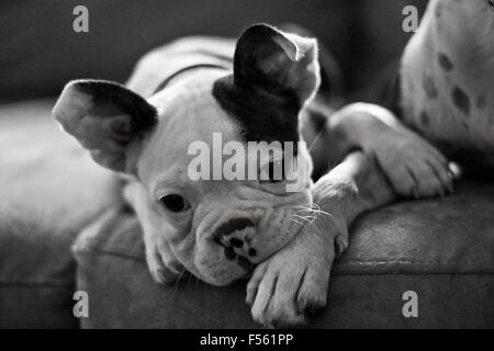 Les jeunes plus âgés se reposant sur boston terrier terrier de Boston's Paw Banque D'Images