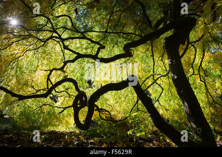 Acer palmatum dissectum. En automne de l'érable japonais Banque D'Images