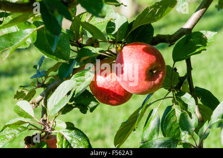 Deux pommes de la variété Kidd's Orange Red poussant sur un arbre. Banque D'Images