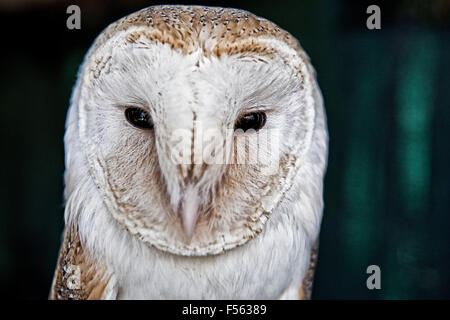 Schleiereule, Tyto Alba Barn Owl, le petit-duc maculé, Tytonidae Banque D'Images