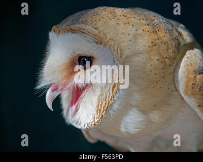 Schleiereule, Tyto Alba Barn Owl, le petit-duc maculé, Tytonidae Banque D'Images