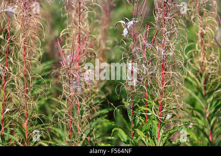 Chamerion angustifolium Rosebay Willowherb. Banque D'Images