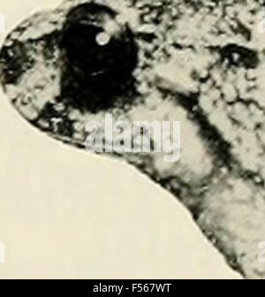 L'Eleutherodactylus des pentes de l'Amazonie Andes équatoriennes (Anura : amphibien) Banque D'Images