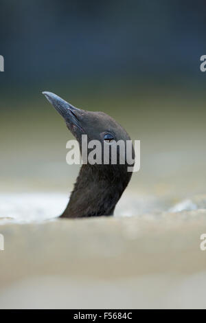 Le Guillemot à miroir (Cepphus grylle) ; Portrait ; unique ; Royaume-Uni Île de Man Banque D'Images