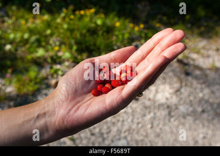 Fraise sauvage dans femme la main. Banque D'Images