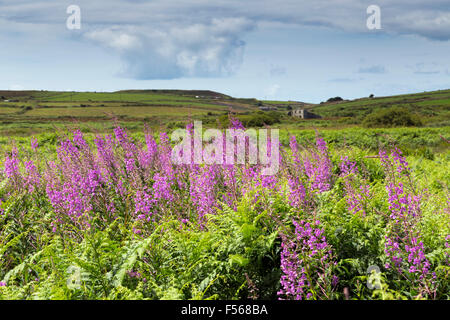 Bostraze Bog Penwith, Cornwall, UK Banque D'Images