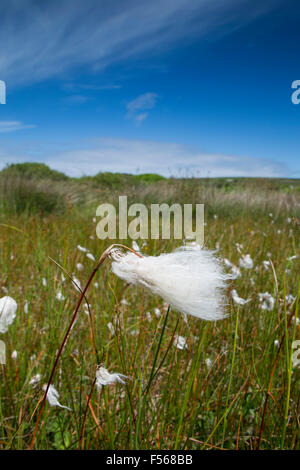 Bostraze Bog ; coton ; herbe Eriophorum angustifolium Penwith, Cornwall, UK Banque D'Images