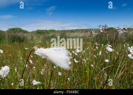 Bostraze Bog ; coton ; herbe Eriophorum angustifolium Penwith, Cornwall, UK Banque D'Images