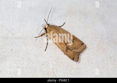 Large bordée d'ailes jaune Espèce ; Noctua fimbriata seul sur un tissu blanc UK Banque D'Images