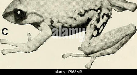 L'Eleutherodactylus des pentes de l'Amazonie Andes équatoriennes (Anura : amphibien) Banque D'Images