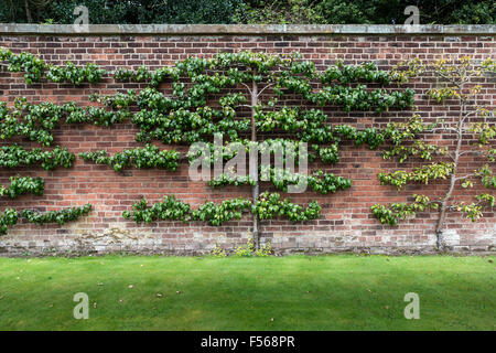 Pommiers, formés pour se propager horizontalement, le long du mur à Grappenhall Heys jardin clos, Cheshire, Royaume-Uni Banque D'Images