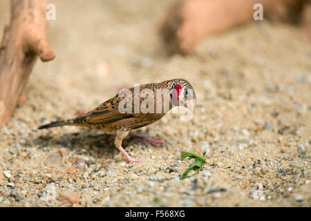 Cut Throat Amadina fasciata Finch ; seul ; Captive UK Banque D'Images