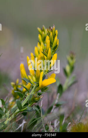 Dyer's Greenweed ; Genista tinctoria en fleur ; ; ; Cornwall UK Banque D'Images