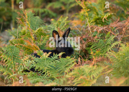 Black Rabbit Oryctolagus cunniculus ; seul dans Bracken, St Mary's, Îles Scilly ; UK Banque D'Images