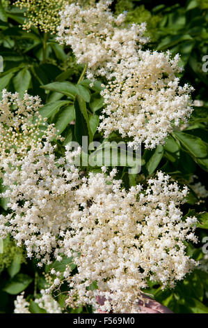Gros plan de fleurs blanches d'un aîné, Sambucus nigra arbuste floraison des plantes médicinales dans la famille Adoxaceae, arbre à feuilles caduques ... Banque D'Images