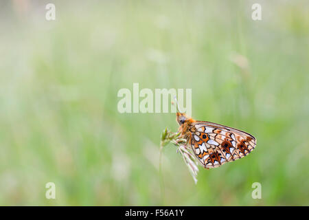 Petite perle bordé Fritillary Butterfly ; Clossiana selene seul sur l'herbe, Cornwall, UK Banque D'Images